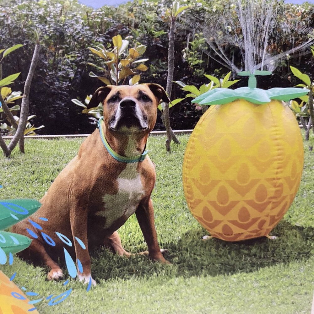 SunnyLife Pet Inflatable Sprinkler – Pineapple – Dog Not Included